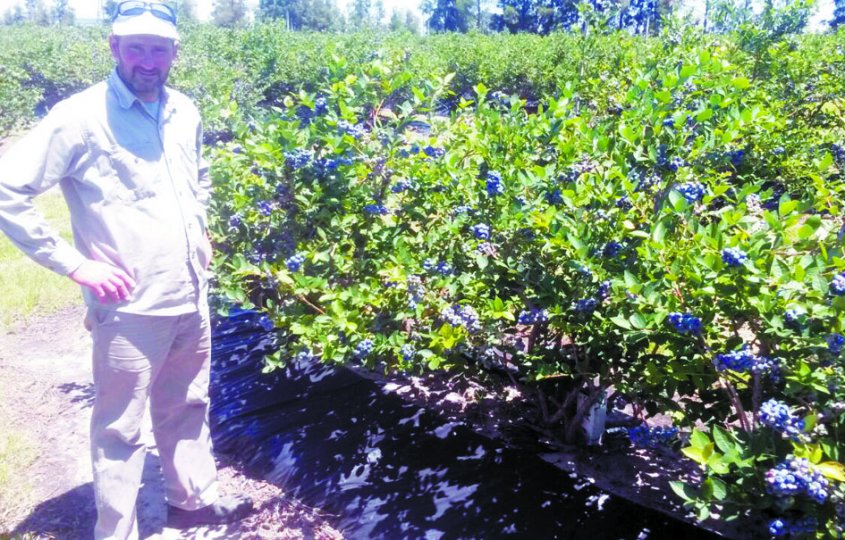 Productores afirman que se perdió la mitad de la cosecha de arándanos Productores afirman que se perdió la mitad de la cosecha de arándanos