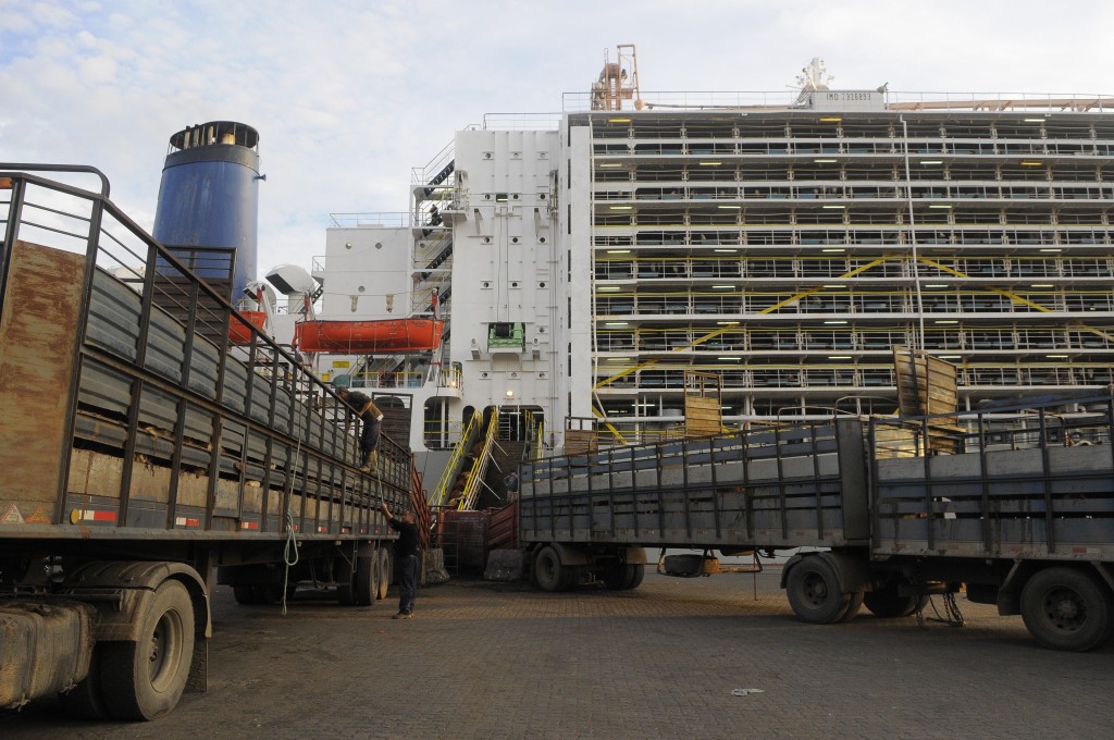 Compran vaquillonas preñadas Holando para exportar a Medio Oriente Compran vaquillonas preñadas Holando para exportar a Medio Oriente